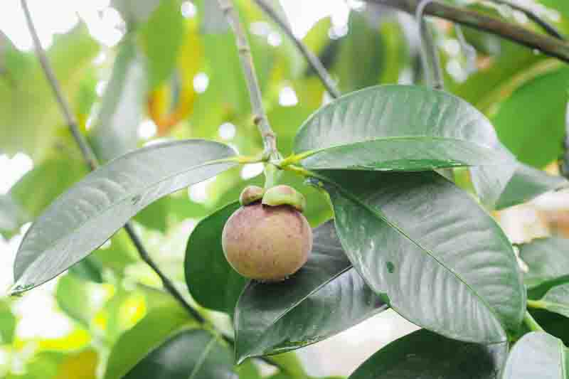 Mangosteen, Purple mangosteen, Queen of fruits, Manggis, Mangostán, Mangostán morado, Garcinia mangostana