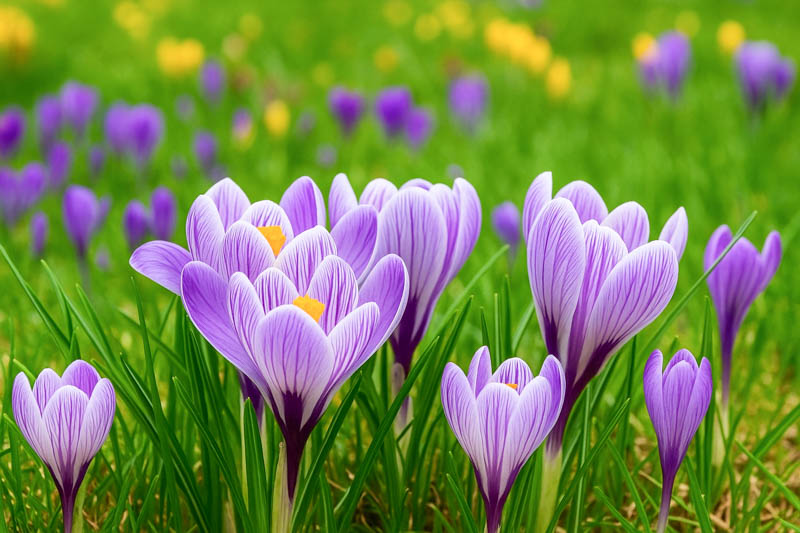 Saffron Crocus, Saffron, Autumn Crocus, True Saffron, Saffron Plant, Saffron Flower
