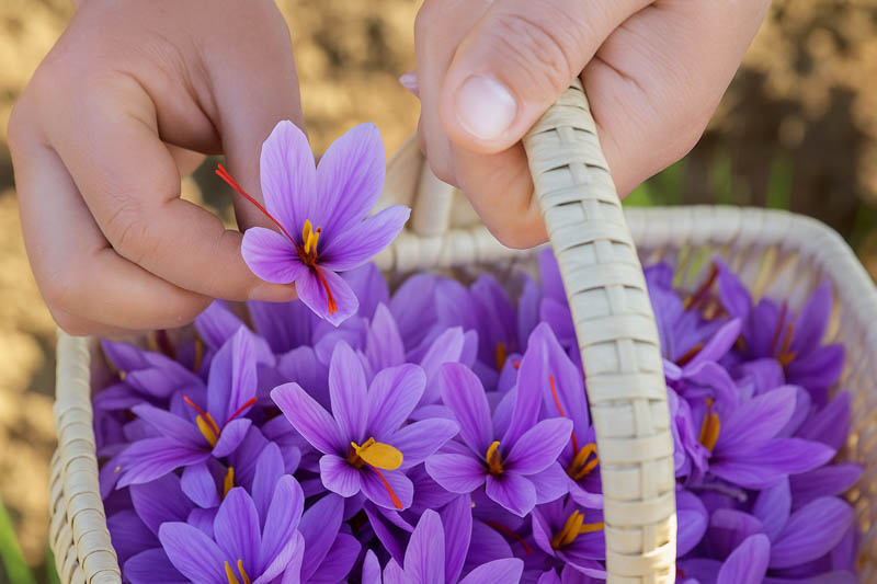 Saffron Crocus, Saffron, Autumn Crocus, True Saffron, Saffron Plant, Saffron Flower