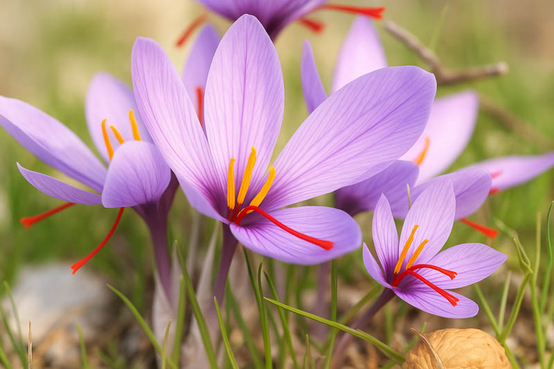 Saffron Crocus, Saffron, Autumn Crocus, True Saffron, Saffron Plant, Saffron Flower