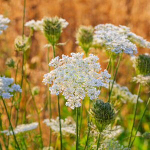 Caraway, Meridian Fennel, Persian Cumin, Carum Carvi.