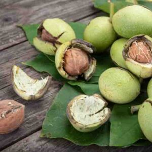 Walnut, English Walnut, Persian Walnut, European Walnut, French Walnut, Juglans regia