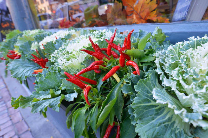 Pepper, Capsicum annuum