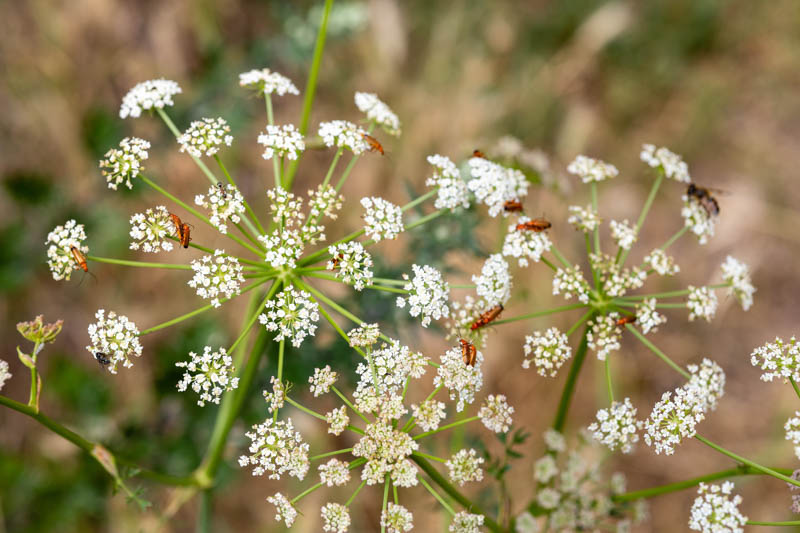 Anise, Aniseed, Common Anise, Sweet Cumin, Anis, Anis Vert, Anise Plant