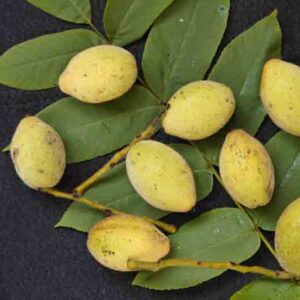 Butternut, White Walnut, Lemon Nut, Oil Nut, Juglans cinerea