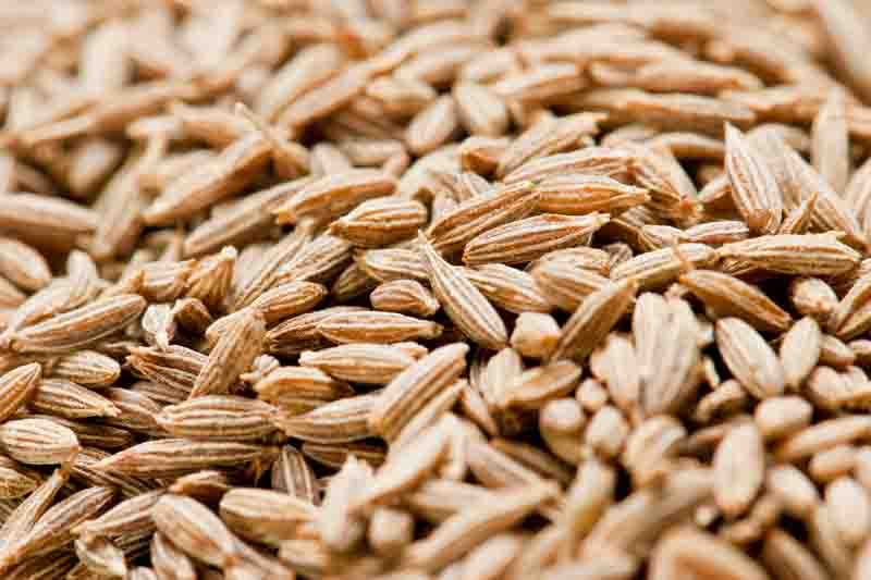 Caraway, Meridian Fennel, Persian Cumin, Carum Carvi.