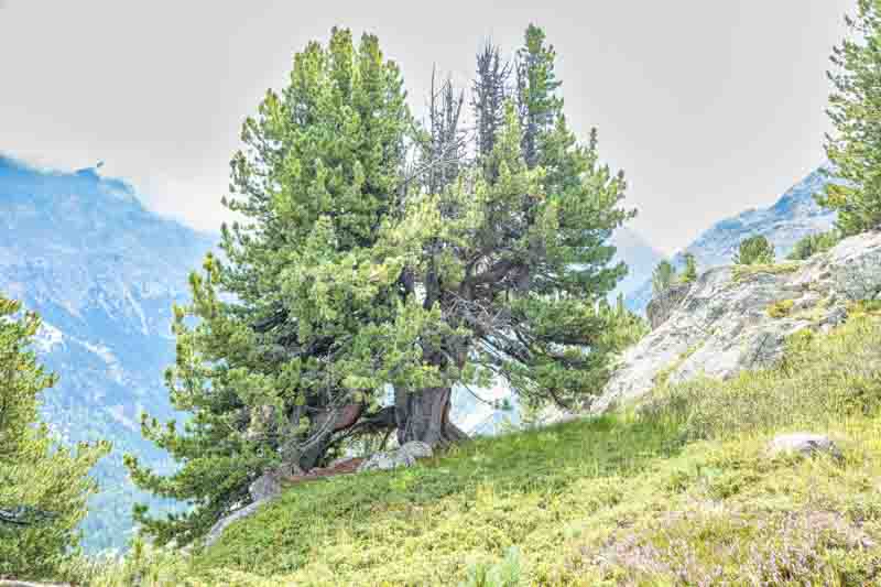 Swiss Stone Pine, Arolla Pine, Arolla Stone Pine, Cembra Pine, Zirbelkiefer, Pin Cembro, Pino Cembro, Pinus cembra