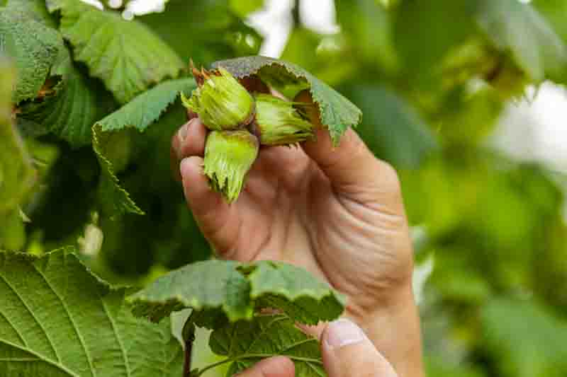 Hazelnut, Hazel, Filbert, Nut, Nuts, Corylus avellana