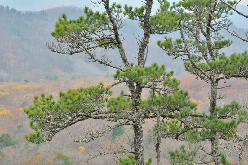 Korean pine, Chinese pinenut, Korean nut pine, Chinese pine nut, Channamu,Hong song, Pinus koraiensis