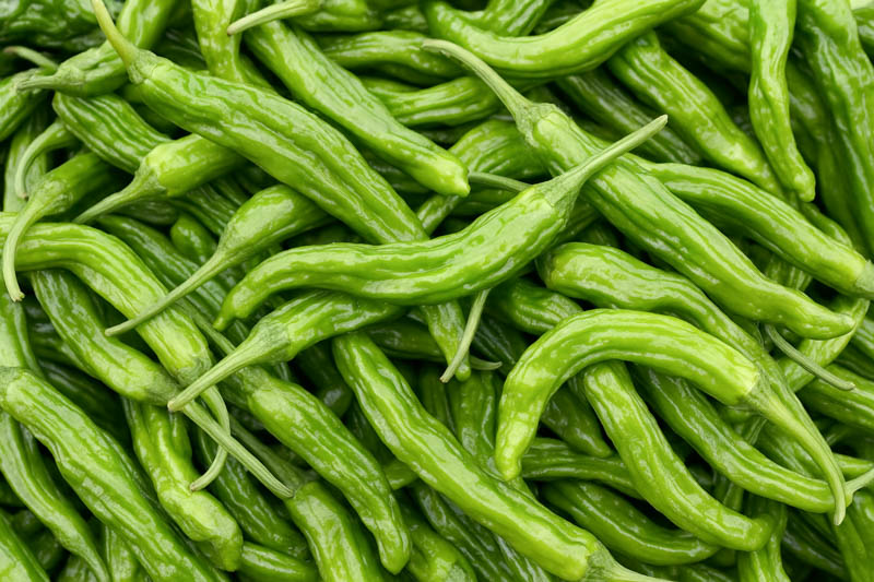 Shishito, Shishito Pepper, Shishito Chili, Shishitōgarashi, Japanese Shishito, Capsicum Annuum Shishito