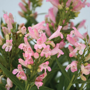 Penstemon Rock Candy Light Pink, Rock Candy Pink Penstemon, Beardtongue