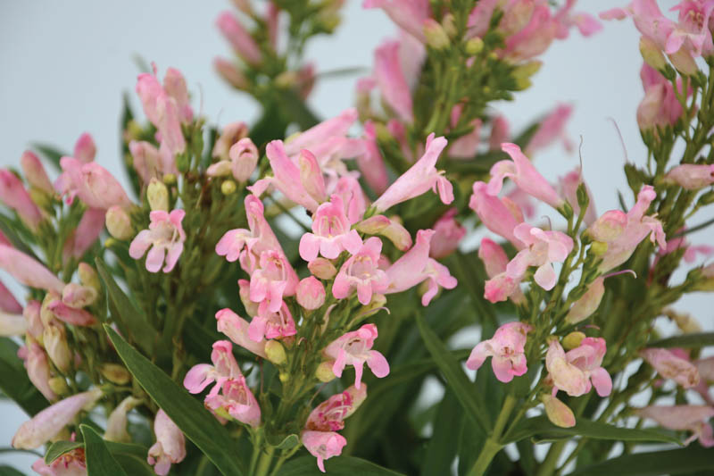 Penstemon Rock Candy Light Pink, Rock Candy Pink Penstemon, Beardtongue