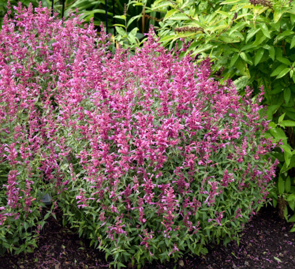 Hyssop Rosie Posie, Anise Hyssop Rosie Posie, Hummingbird Mint Rosie Posie, Pink Hyssop, Pink Flowers, Pink Hummingbrid Mint