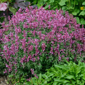 Hyssop Rosie Posie, Anise Hyssop Rosie Posie, Hummingbird Mint Rosie Posie, Pink Hyssop, Pink Flowers, Pink Hummingbrid Mint