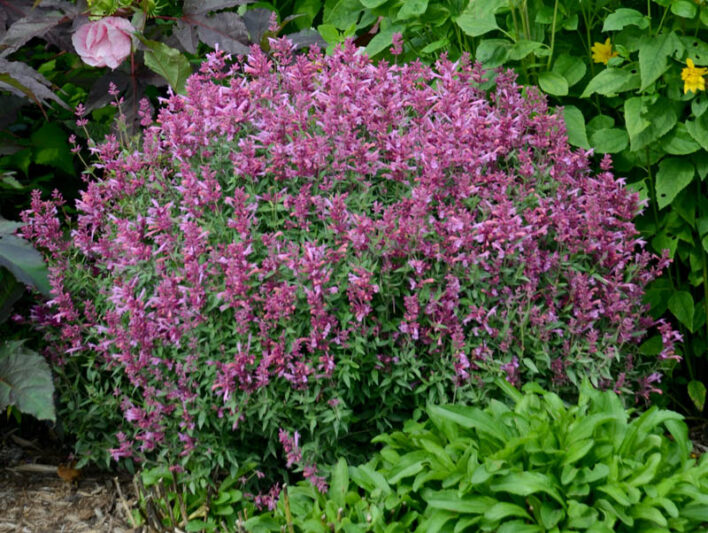 Hyssop Rosie Posie, Anise Hyssop Rosie Posie, Hummingbird Mint Rosie Posie, Pink Hyssop, Pink Flowers, Pink Hummingbrid Mint