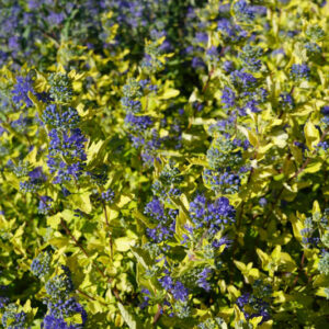 Caryopteris Gold Crest, Gold Crest Bluebeard, Blue Flowers, Blue Spiraea
