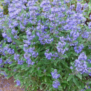 Caryopteris Emerald Crest, Emerald Crest Bluebeard, Blue Flowers, Blue Spiraea