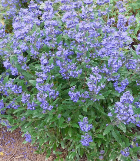Caryopteris Emerald Crest, Emerald Crest Bluebeard, Blue Flowers, Blue Spiraea