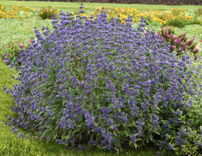 Caryopteris Emerald Crest, Emerald Crest Bluebeard, Blue Flowers, Blue Spiraea