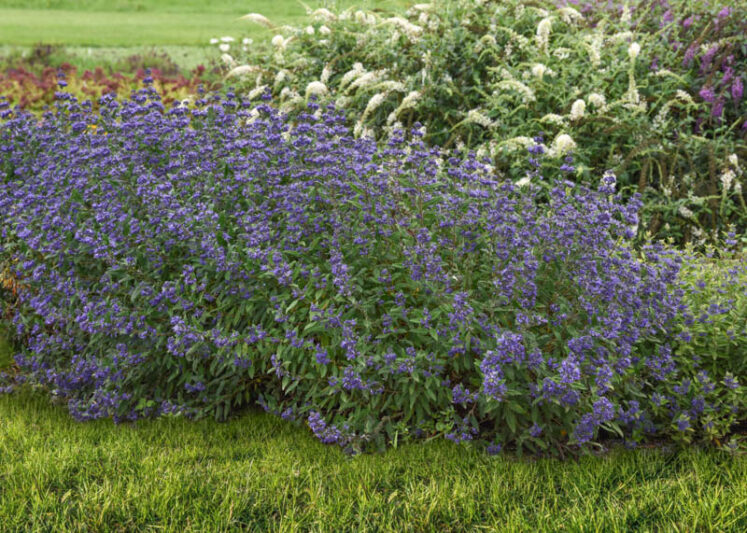 Caryopteris Emerald Crest, Emerald Crest Bluebeard, Blue Flowers, Blue Spiraea