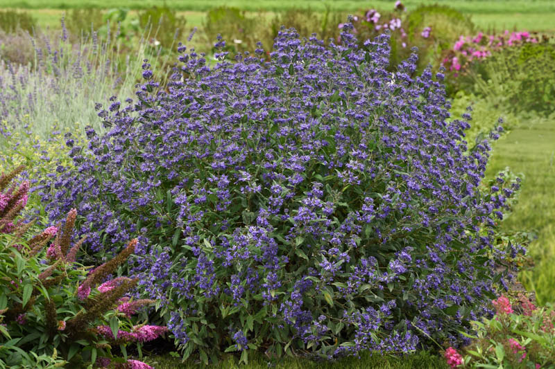 Caryopteris Emerald Crest, Emerald Crest Bluebeard, Blue Flowers, Blue Spiraea