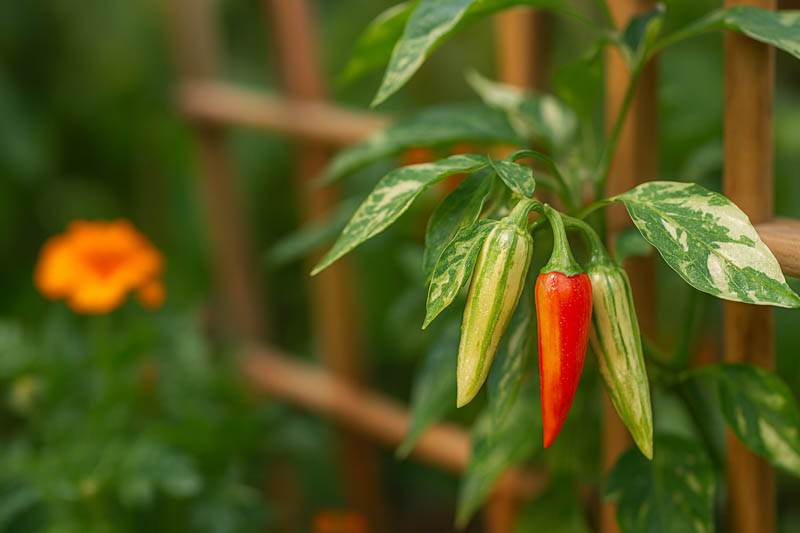 Fish Pepper, Ornamental Pepper, Edible Pepper
