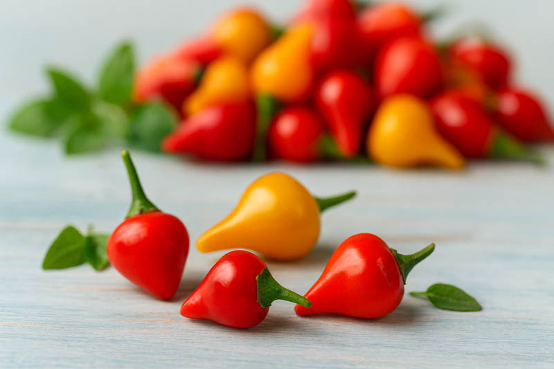 Biquinho Pepper, Ornamental Pepper, Edible Pepper
