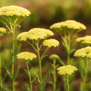 Achillea Millefolium 'Sunny Seduction', Achillea 'Sunny Seduction', Sunny Seduction Yarrow, Yellow Yarrow, Yellow Milfoil, Yellow flowers, Drought Tolerant flowers