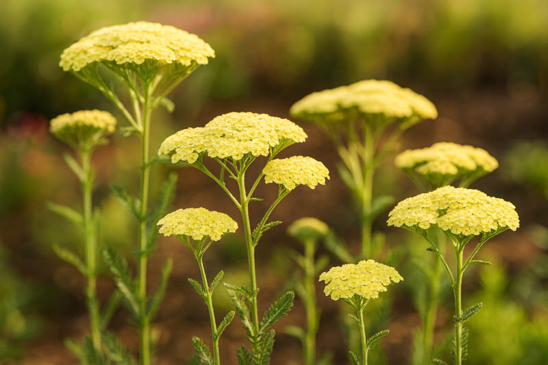 Achillea Millefolium 'Sunny Seduction', Achillea 'Sunny Seduction', Sunny Seduction Yarrow, Yellow Yarrow, Yellow Milfoil, Yellow flowers, Drought Tolerant flowers