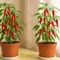 Pepper, Pepper Plants, Potted Pepper, Indoor Peppers, Overwintering Peppers