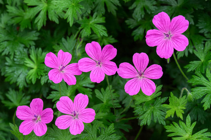 Geranium Tiny Monster, Cranesbill 'Tiny Monster, Geranium sanguineum 'Tiny Monster', Hardy Geranium, Purple Geranium, Purple Cranesbill
