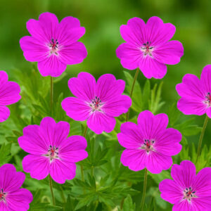 Geranium Tiny Monster, Cranesbill 'Tiny Monster, Geranium sanguineum 'Tiny Monster', Hardy Geranium, Purple Geranium, Purple Cranesbill