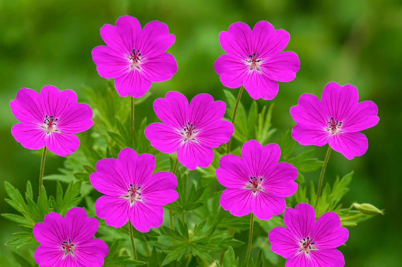 Geranium Tiny Monster, Cranesbill 'Tiny Monster, Geranium sanguineum 'Tiny Monster', Hardy Geranium, Purple Geranium, Purple Cranesbill