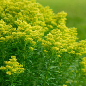 Solidago Little Lemon, Little Lemon Goldenrod, Goldenrod Little Lemon, Small Goldenrod