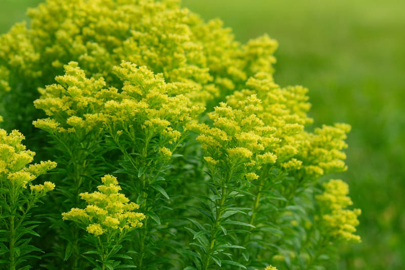 Solidago Little Lemon, Little Lemon Goldenrod, Goldenrod Little Lemon, Small Goldenrod