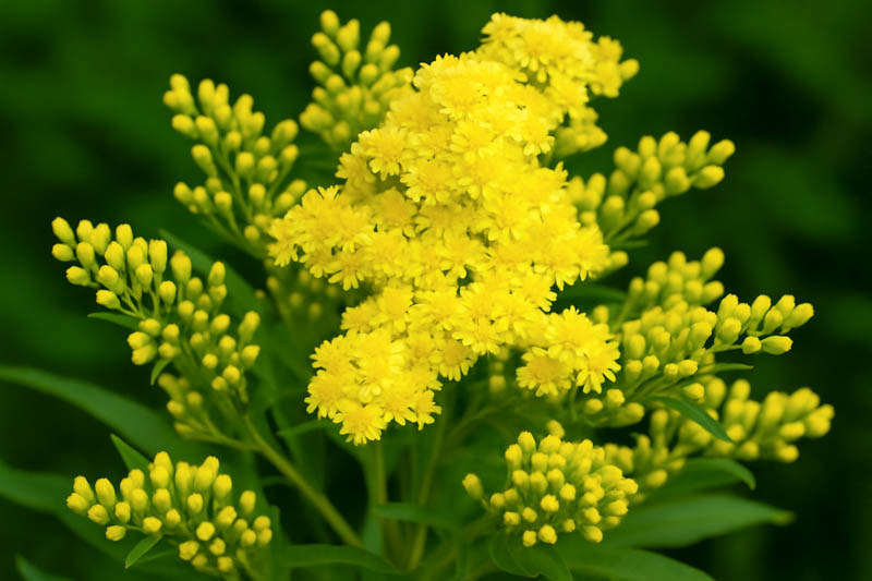 Solidago Little Lemon, Little Lemon Goldenrod, Goldenrod Little Lemon, Small Goldenrod