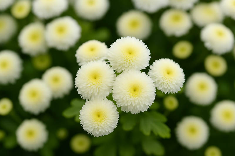 Tanacetum Parthenium 'Virgo', Feverfew, Chrysanthemum parthenium 'Virgo', White Flowers