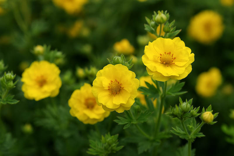 Potentilla Mont d'Or, Shrubby Cinquefoil Mont d'Or, Cinquefoil Mont d'Or, Yellow Potentilla, Yellow Flowers