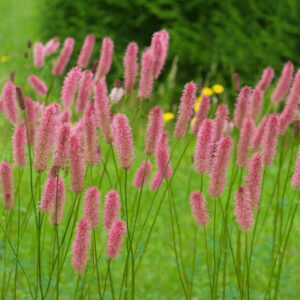 Sanguisorba officinalis Blackthorn, Great Burnet Blackthorn, Greater Burnet Blackthorn, Greater Salad Burnet, pink Flowers