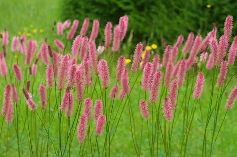 Sanguisorba officinalis Blackthorn, Great Burnet Blackthorn, Greater Burnet Blackthorn, Greater Salad Burnet, pink Flowers