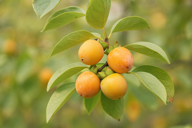 Diospyros virginiana, American Persimmon, Persimmon, Kaki Fruit