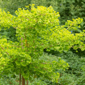 Ginkgo biloba 'Mariken', Maidenhair Tree Mariken, Fossil Tree 'Mariken', Icho 'Mariken', Fall color, Yellow Leaves
