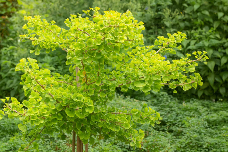 Ginkgo biloba 'Mariken', Maidenhair Tree Mariken, Fossil Tree 'Mariken', Icho 'Mariken', Fall color, Yellow Leaves