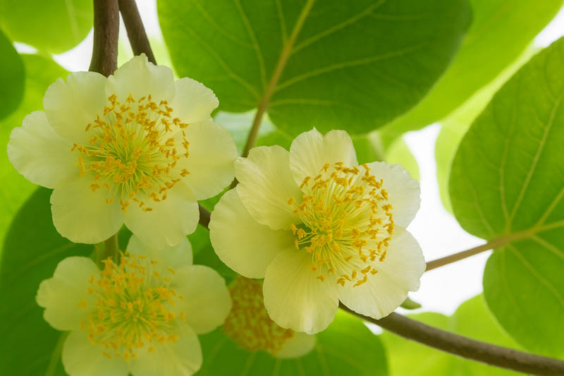 Kiwi, Golden Kiwi, Kiwi Benefits, Kiwi Fruit, Kiwi Calories, Kiwi Nutrition, Kiwi vine, Actinidia chinensis
