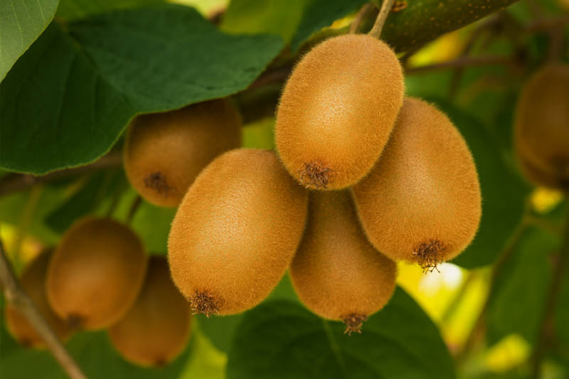 Kiwi, Golden Kiwi, Kiwi Benefits, Kiwi Fruit, Kiwi Calories, Kiwi Nutrition, Kiwi vine, Actinidia chinensis