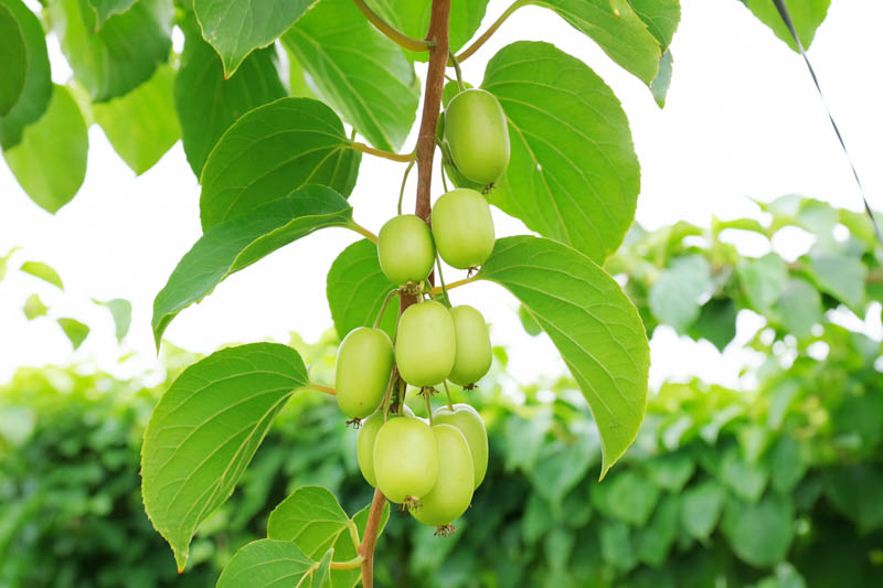 Hardy Kiwi, Kiwi Berries, Kiwiberry, Baby Kiwi, Hardy Kiwi Vine, Actinidia arguta