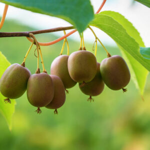 Hardy Kiwi, Kiwi Berries, Kiwiberry, Baby Kiwi, Hardy Kiwi Vine, Actinidia arguta