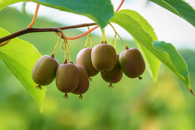 Hardy Kiwi, Kiwi Berries, Kiwiberry, Baby Kiwi, Hardy Kiwi Vine, Actinidia arguta