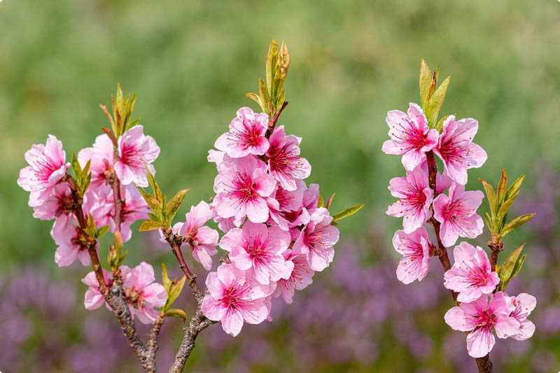 Nectarine, Brugnon, Nektarin, Nektarine, Nektarinebaum, Prunus persica var. nucipersica, Prunus persica var. nectarina, Persica nucipersica, Smooth Peach