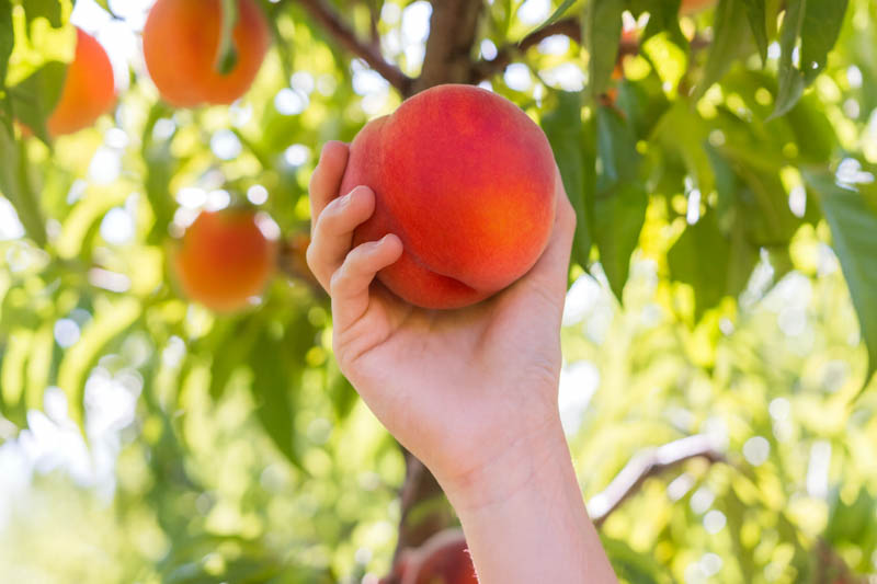 Nectarine, Brugnon, Nektarin, Nektarine, Nektarinebaum, Prunus persica var. nucipersica, Prunus persica var. nectarina, Persica nucipersica, Smooth Peach